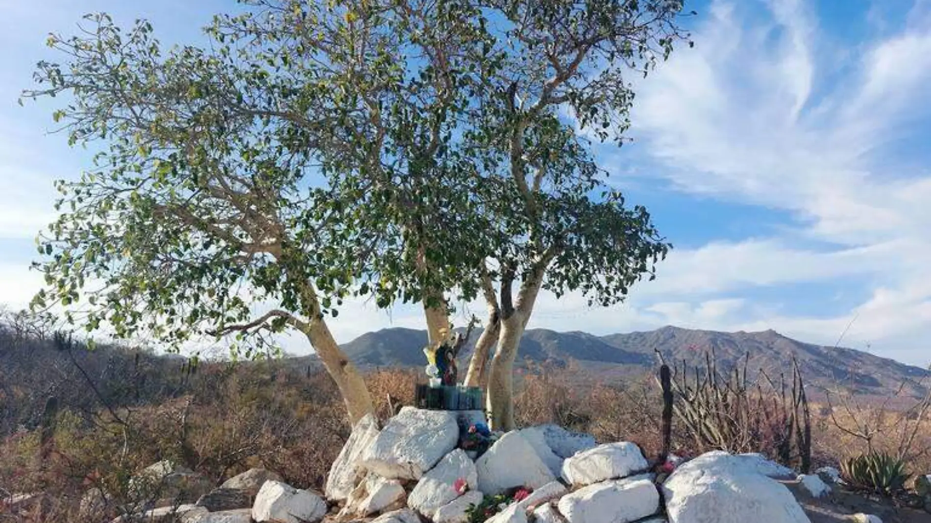 zalate en el desierto